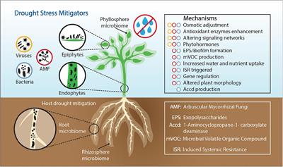 The Role of Plant-Associated Bacteria, Fungi, and Viruses in Drought Stress Mitigation